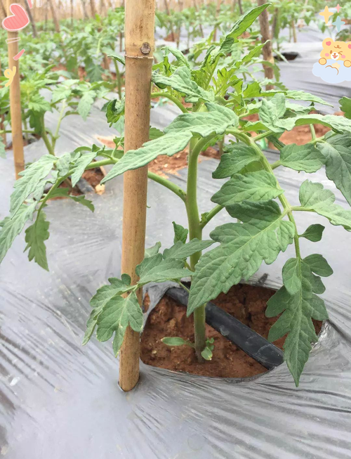 二十四节气与蔬菜种植:科学规划成就丰收之年