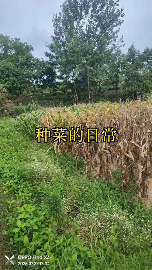 学会种地天真的认为,只要撒下种子就会有收获
