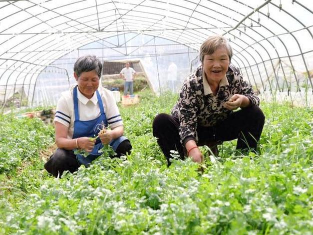 大方县:大棚香菜迎来丰收季