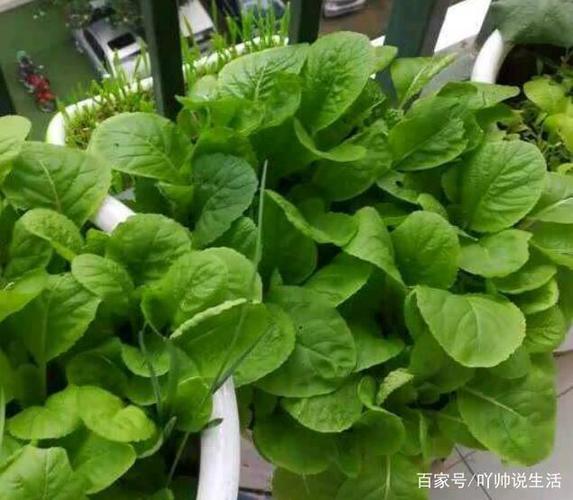 绿色蔬菜种植