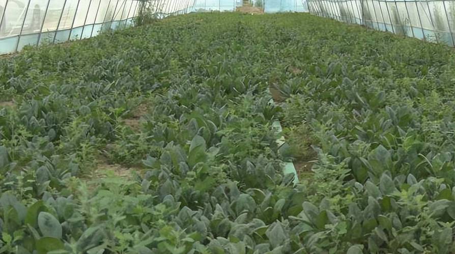 蔬菜产业提质增效 铺就乡村振兴致富路