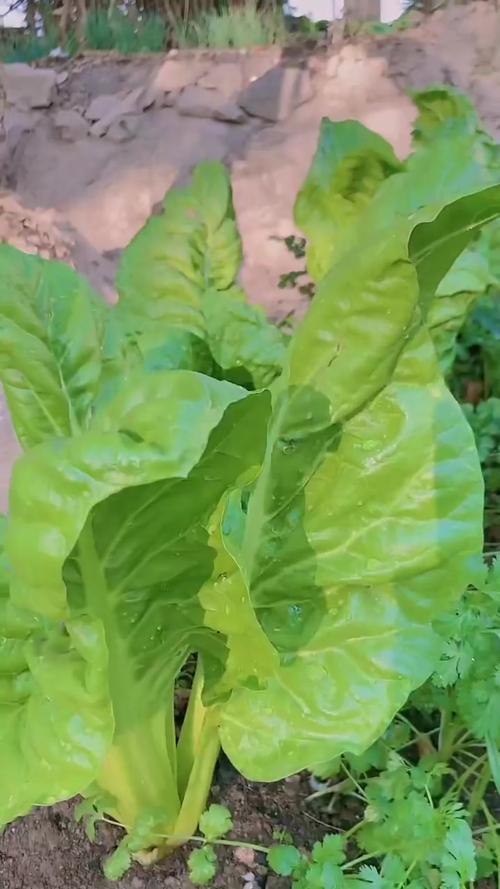 自家菜园种植各类蔬菜展现田园风光