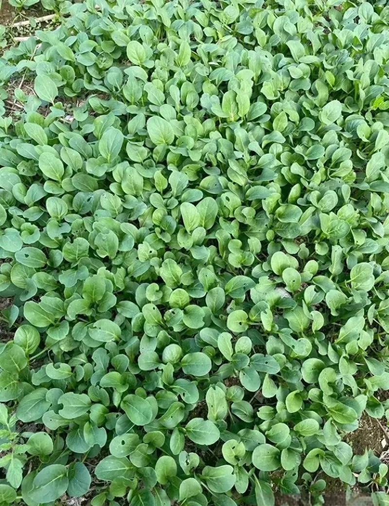 秋冬家庭菜园套种技巧:五种蔬菜种植全攻略