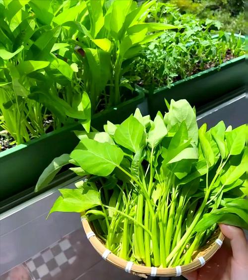 四季皆宜的蔬菜种植指南,体验绿色生活乐趣