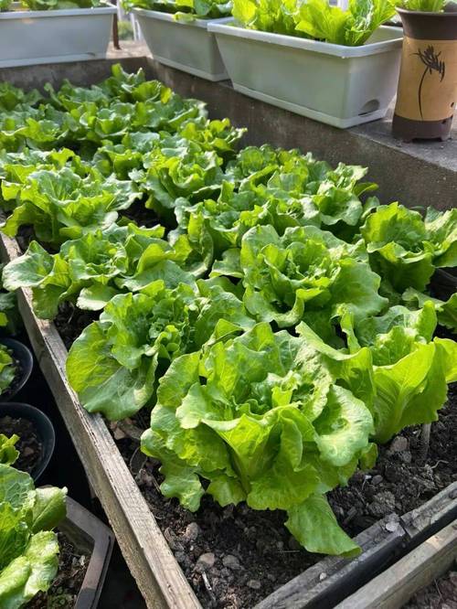 2026 阳台种植计划:划出1 平米,解锁四季蔬果与花香!