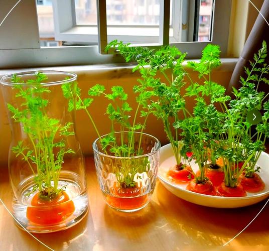 菜根菜头也能玩转植物世界,见证蔬菜重生奇迹