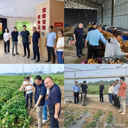 多措并举做强特色蔬菜产业 激活乡村振兴"致富引擎"