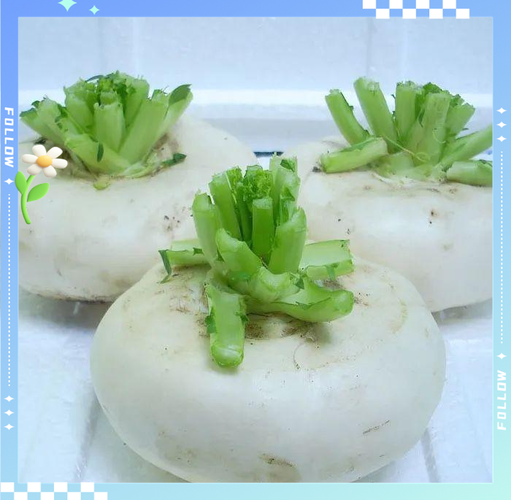探索特色蔬菜"盘菜"的种植之道