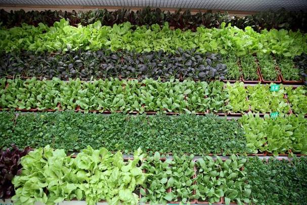 蔬菜种植想要增产?不妨试试厨房用品"小苏打",农民能省不少钱