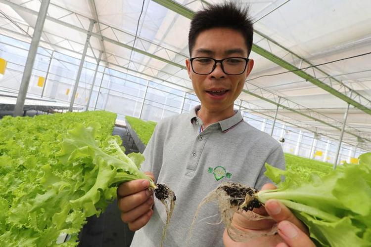 工厂蔬菜生产车间20天左右可完成生菜种植一个生长周期,植物工厂目前