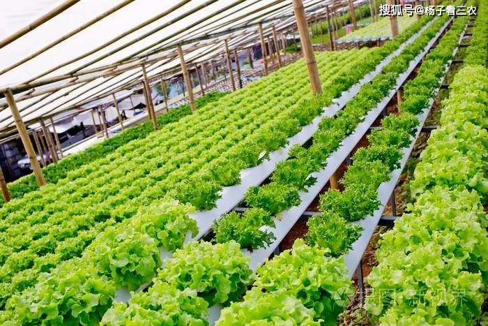 绿色革命:农民种植有机蔬菜,我们的饮食安全有救了吗?