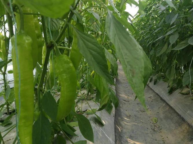 高安打造蔬菜产业标准化示范基地!